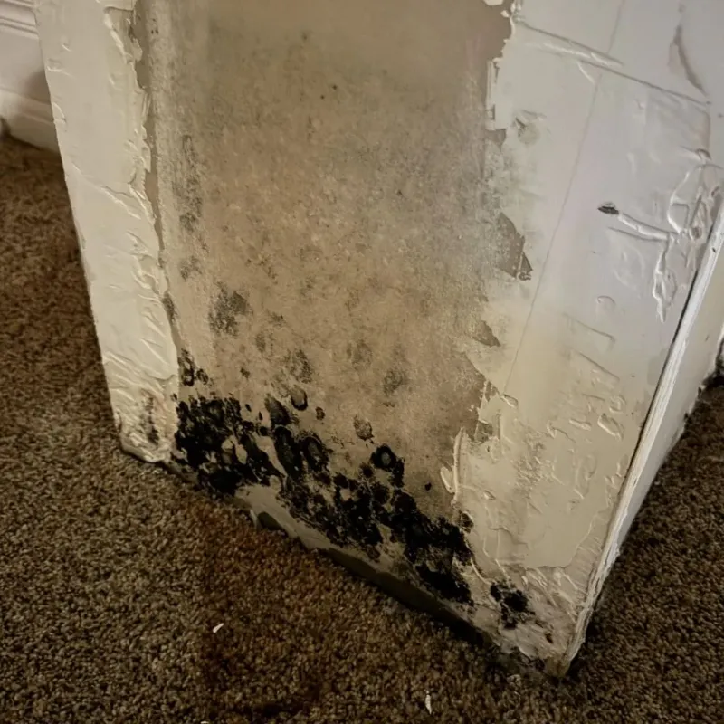 Professional Mold Removal in Manchester, IA